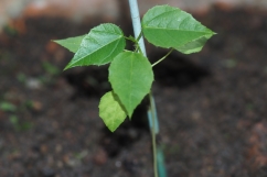 Seedling of Passiflora foetida (Stinking Passionflower) photo